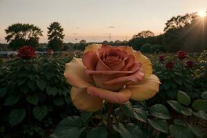 iluminado por el sol belleza en el Rosa jardín. ai generado. foto