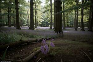 Tranquil Beauty Morning Dew on Bluebells in the Woods. AI Generated. photo