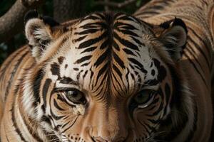 cautivador fauna silvestre el majestuoso rojo tigre. ai generado. foto