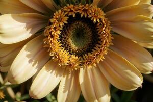 Enchanting Close up of a Vibrant Daisy Meadow. AI Generated. photo