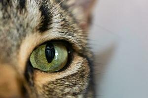 detail of a cat eye photo