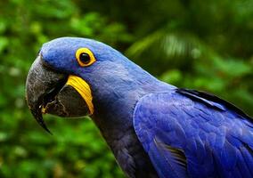 protrait of a macaw photo