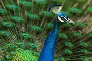 protrait of a peacock photo