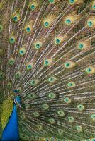 protrait of a peacock photo