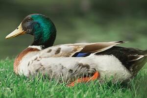 duck in the grass photo