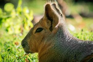 Protrait of Mara photo