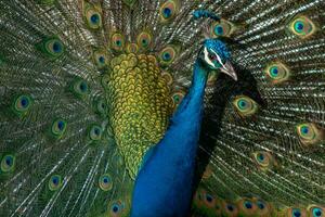 peacock with his tail photo