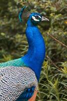 protrait of a peacock photo