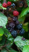 Ripe Blackberries on a Bramble Bush photo