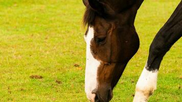 castaña belleza de cerca de un maravilloso caballo foto