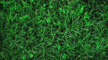 Texture background of green grass photo