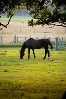 Horses in field at sunset sunrise photo