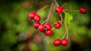 Macro Closeup of Ripe Hawthorn Berries in Autumn photo