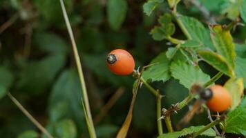 Macro Shot of Ripe Rose Hips in Nature photo