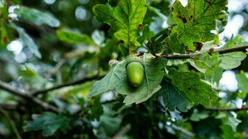 Detailed Macro Shot of European Oak Leaf and Acorn photo