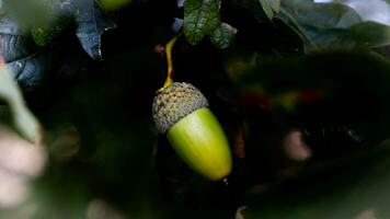 Detailed Macro Shot of European Oak Leaf and Acorn photo