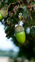 Detailed Macro Shot of European Oak Leaf and Acorn photo