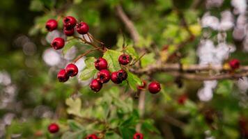 Macro Closeup of Ripe Hawthorn Berries in Autumn photo