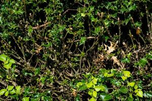 texture background of bush with branch photo