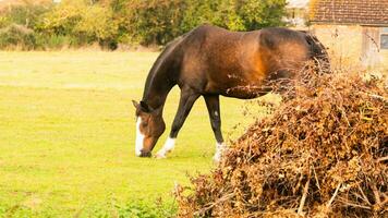 Chestnut Beauty Closeup of a Stunning Horse photo