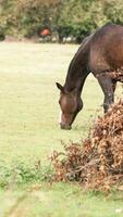 castaña belleza de cerca de un maravilloso caballo foto