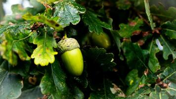 detallado macro Disparo de europeo roble hoja y bellota foto