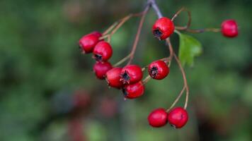 Macro Closeup of Ripe Hawthorn Berries in Autumn photo