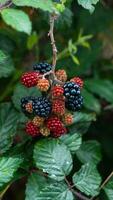 Ripe Blackberries on a Bramble Bush photo