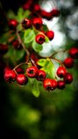 Macro Closeup of Ripe Hawthorn Berries in Autumn photo