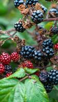 Ripe Blackberries on a Bramble Bush photo