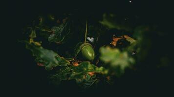 Detailed Macro Shot of European Oak Leaf and Acorn photo