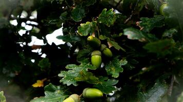 Detailed Macro Shot of European Oak Leaf and Acorn photo