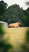 Rural Meadow Grazing Brown Cattle in Green Pasture photo