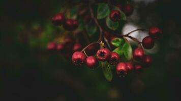 Macro Closeup of Ripe Hawthorn Berries in Autumn photo