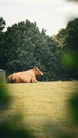 Rural Meadow Grazing Brown Cattle in Green Pasture photo