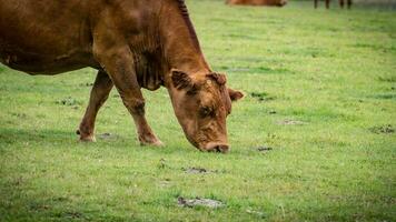 Rural Meadow Grazing Brown Cattle in Green Pasture photo