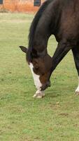 Chestnut Beauty Closeup of a Stunning Horse photo