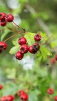 Macro Closeup of Ripe Hawthorn Berries in Autumn photo