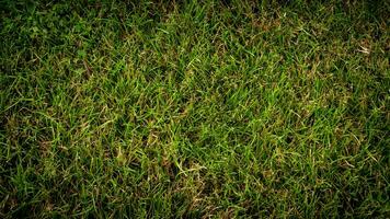 Texture background of green grass photo