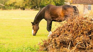 castaña belleza de cerca de un maravilloso caballo foto