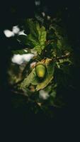 Detailed Macro Shot of European Oak Leaf and Acorn photo