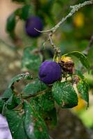 Purple Blue plums on tree branch photo