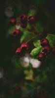 Macro Closeup of Ripe Hawthorn Berries in Autumn photo