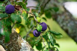 púrpura azul ciruelas en árbol rama foto