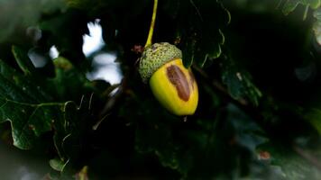 Detailed Macro Shot of European Oak Leaf and Acorn photo