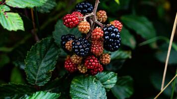 Ripe Blackberries on a Bramble Bush photo