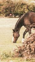 Chestnut Beauty Closeup of a Stunning Horse photo