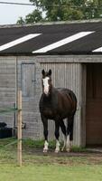 Chestnut Beauty Closeup of a Stunning Horse photo