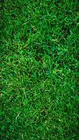 Texture background of green grass photo