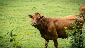 Rural Meadow Grazing Brown Cattle in Green Pasture photo